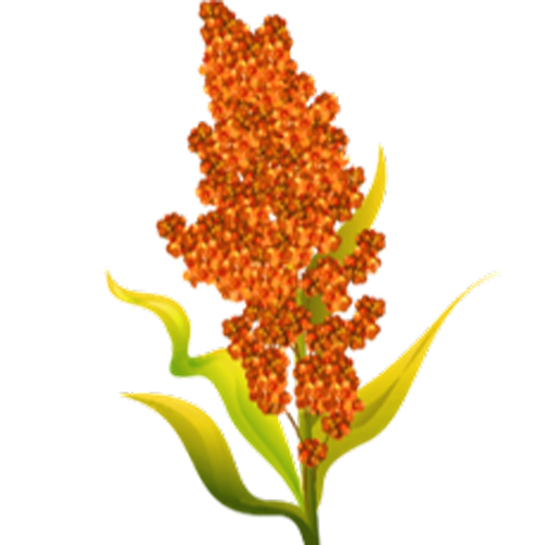 يدرس مزارعو الحبوب أساليب الزراعة التي تنجح في ظل هطول أمطار محدود.