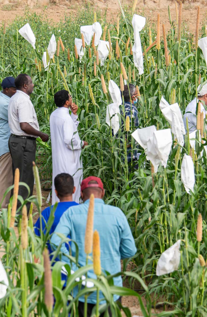 يدرس مزارعو الحبوب أساليب الزراعة التي تنجح في ظل هطول أمطار محدود.
