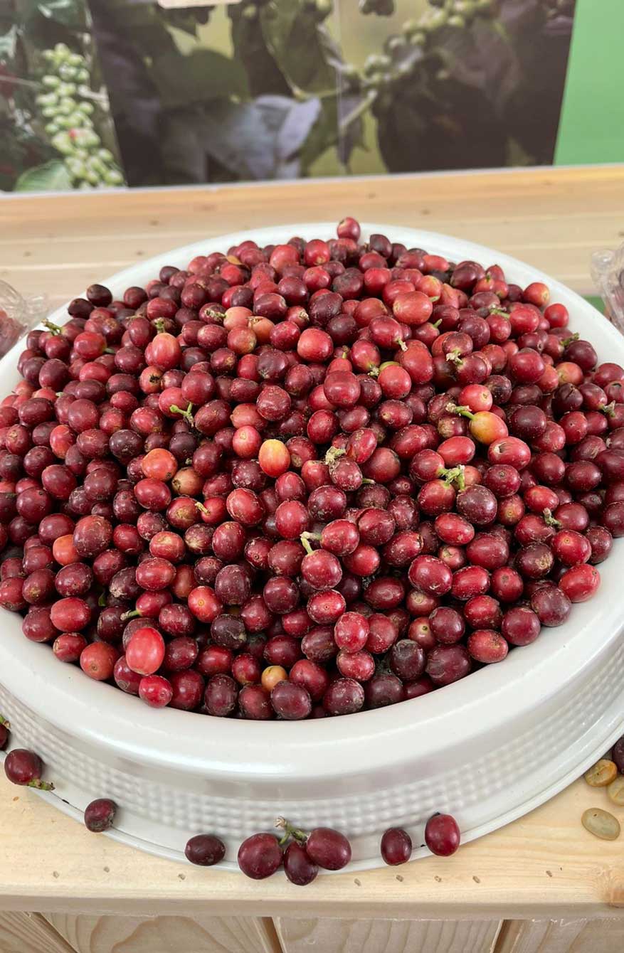 يتعلم مزارعو البن أساليب عملية لزراعة حبوب بن أفضل