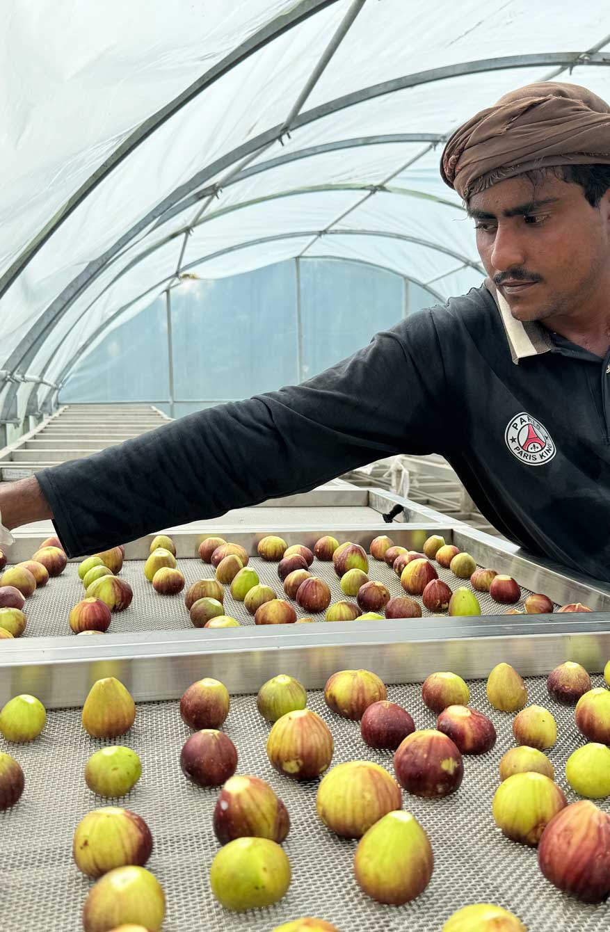يدرس مزارعو الفاكهة ممارسات إدارة البساتين المناسبة للمناخات شبه الاستوائية.