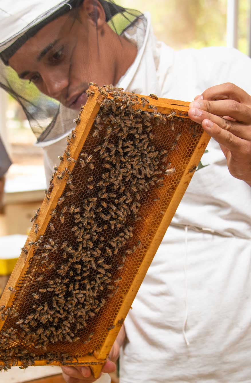يكتشف النحالون طرقًا أفضل للعناية بخلايا النحل وإنتاج عسل عالي الجودة.