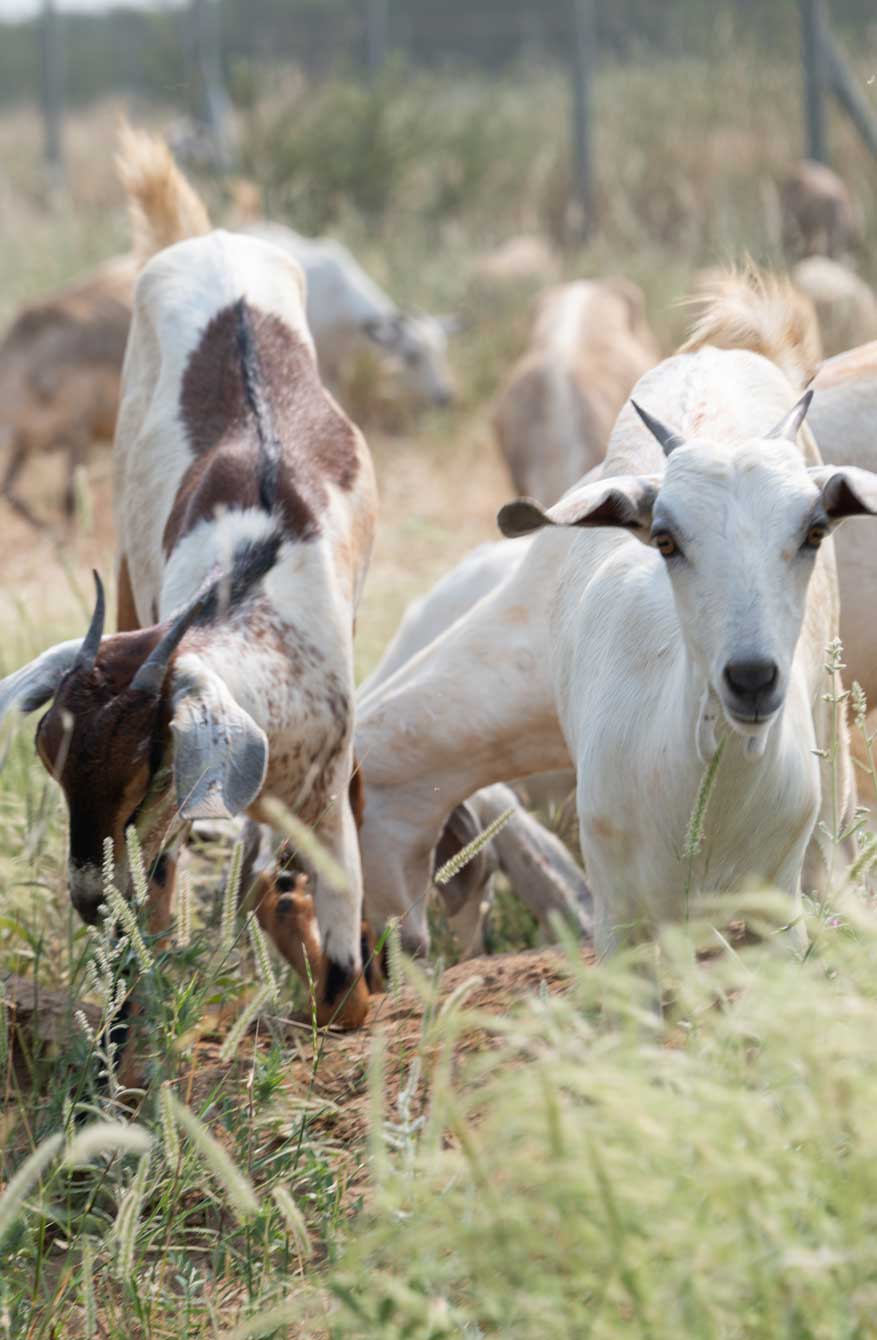 يتعلم مربو الماشية ممارسات رعاية الحيوانات التي تحسن الصحة والإنتاجية.