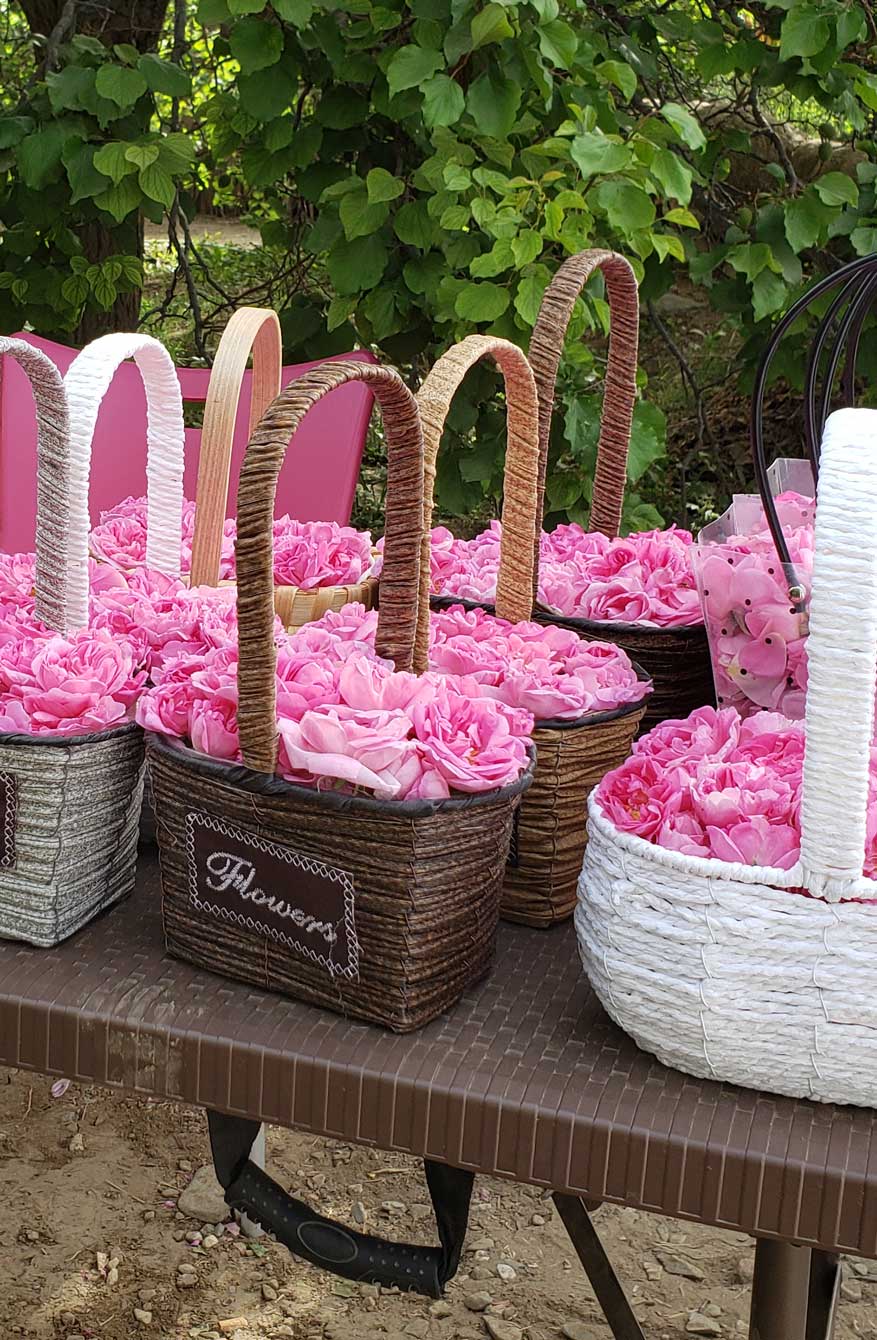 يتعلم مزارعو الورود أساليب الزراعة التي تحسن جودة الزهور وإنتاجيتها